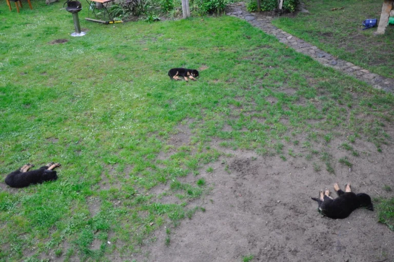 Das Benzer Dreigestirn