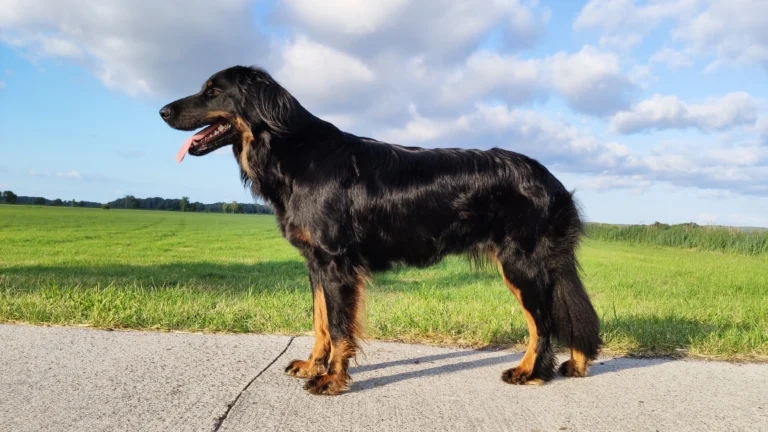 Frannie from House of Lincoln