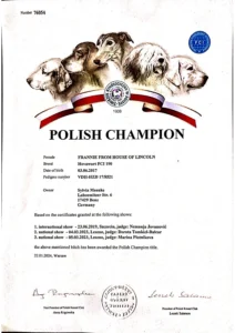Frannie from House of Lincoln Polish Champion