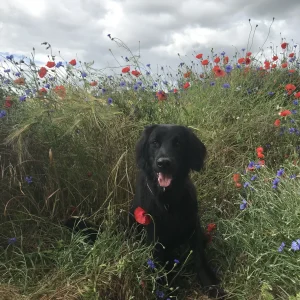 Ein Hund im Kornfeld
